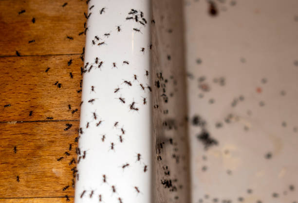 Best Mosquito Control Services  in New Town, ND
