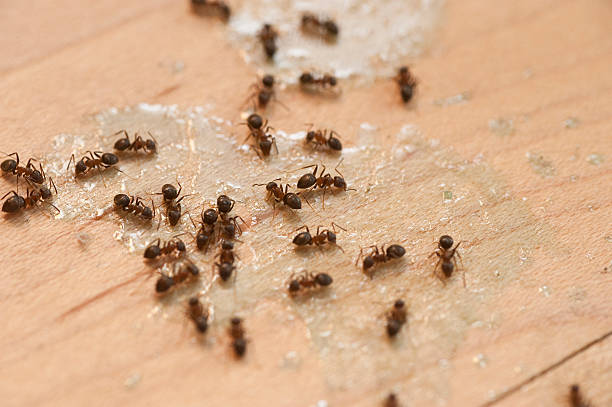 Best Pest Prevention Services  in New Town, ND