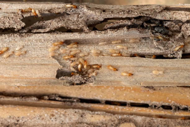 Best Commercial Pest Control Services  in New Town, ND