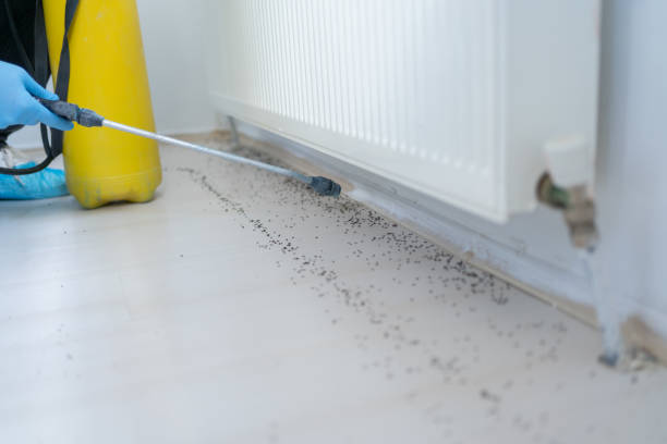 Best Local Pest Control Services  in New Town, ND