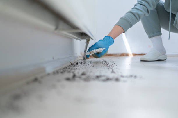 Best Termite Control Services  in New Town, ND